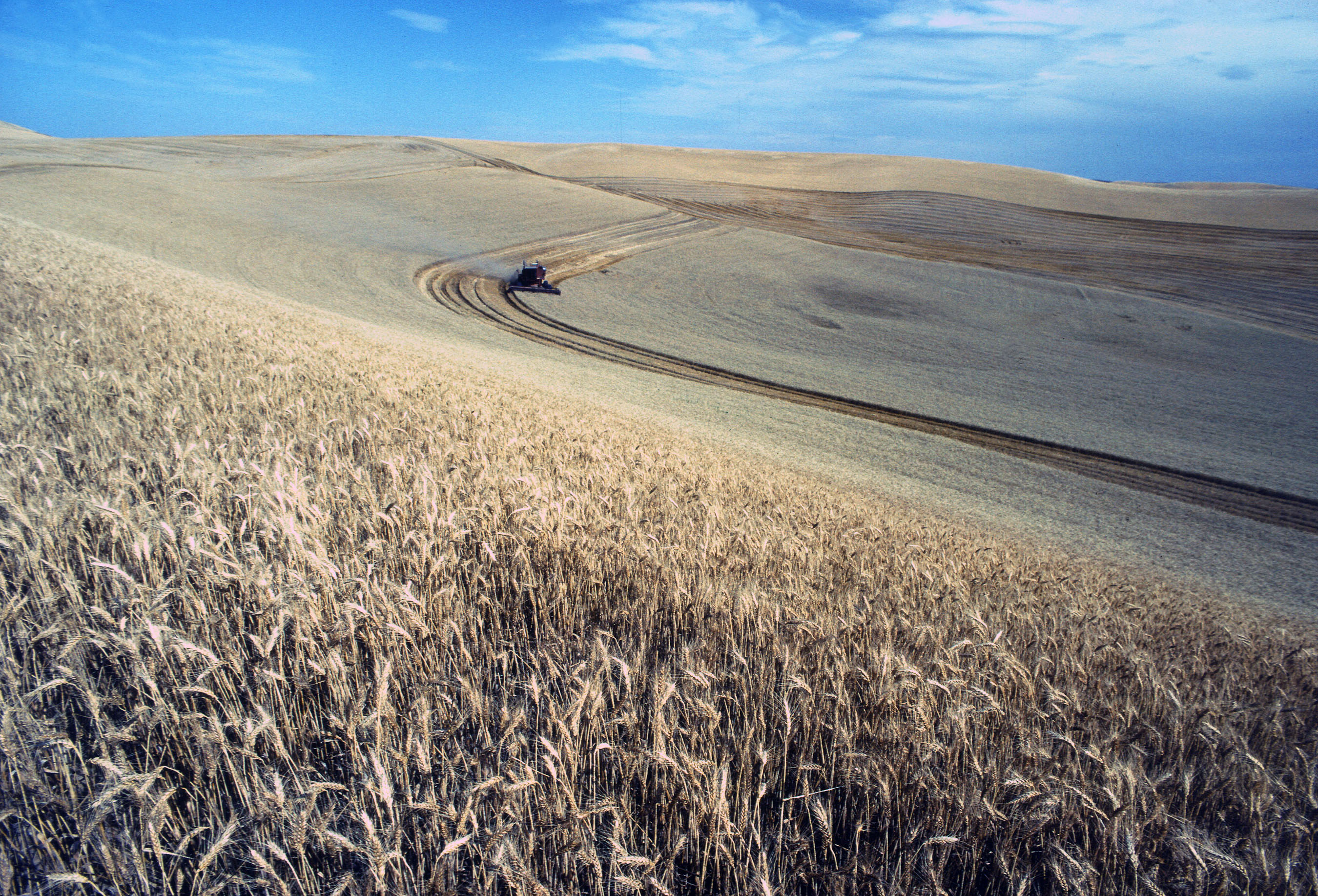 Combine harvesting golden wheat in Idaho’s Palouse region